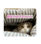 にゃんこ姉妹スタンプ2（個別スタンプ：1）