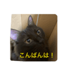 にゃんこ姉妹スタンプ2（個別スタンプ：2）