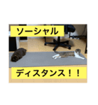 にゃんこ姉妹スタンプ2（個別スタンプ：8）