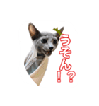 癒しのめいスタンプ（個別スタンプ：13）