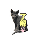 癒しのめいスタンプ（個別スタンプ：15）