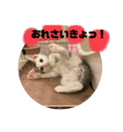 山口家のアニマルズののちゃん編（個別スタンプ：1）