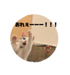 山口家のアニマルズののちゃん編（個別スタンプ：5）
