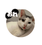 山口家のアニマルズののちゃん編（個別スタンプ：6）
