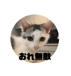 山口家のアニマルズののちゃん編（個別スタンプ：11）