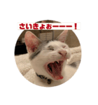 山口家のアニマルズののちゃん編（個別スタンプ：12）