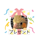 オカメの愉快な仲間たち（個別スタンプ：14）