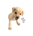 MIX犬まめ（個別スタンプ：1）