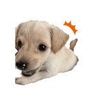 MIX犬まめ（個別スタンプ：2）