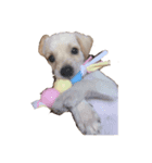 MIX犬まめ（個別スタンプ：3）