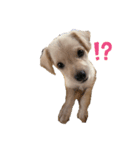 MIX犬まめ（個別スタンプ：4）