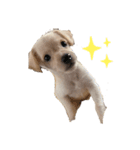 MIX犬まめ（個別スタンプ：5）