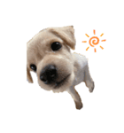 MIX犬まめ（個別スタンプ：6）