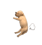 MIX犬まめ（個別スタンプ：7）