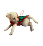MIX犬まめ（個別スタンプ：8）