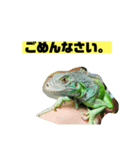 イグアナのオルフェ v2（個別スタンプ：16）