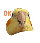 オカメインコのラッキーおじいちゃん（個別スタンプ：1）