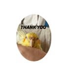 オカメインコのラッキーおじいちゃん（個別スタンプ：2）
