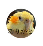 オカメインコのラッキーおじいちゃん（個別スタンプ：3）