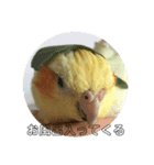 オカメインコのラッキーおじいちゃん（個別スタンプ：4）