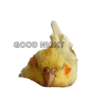 オカメインコのラッキーおじいちゃん（個別スタンプ：5）