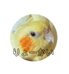 オカメインコのラッキーおじいちゃん（個別スタンプ：7）