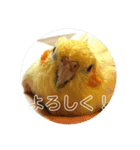 オカメインコのラッキーおじいちゃん（個別スタンプ：8）