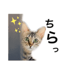 ねこのclaudia（個別スタンプ：1）
