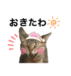 ねこのclaudia（個別スタンプ：3）