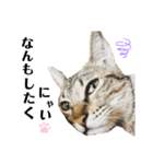 ねこのclaudia（個別スタンプ：4）