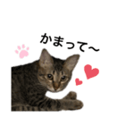 ねこのclaudia（個別スタンプ：9）