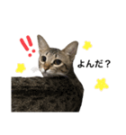ねこのclaudia（個別スタンプ：10）
