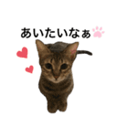 ねこのclaudia（個別スタンプ：11）