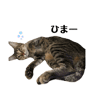 ねこのclaudia（個別スタンプ：13）