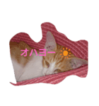 animal挨拶スタンプpart2（個別スタンプ：7）