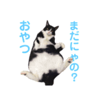 『猫のりょうくん』だにゃ！よろしくにゃ！（個別スタンプ：11）