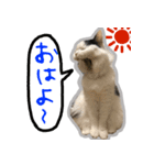 猫コンビのるっこむ（個別スタンプ：3）