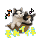 猫コンビのるっこむ（個別スタンプ：7）