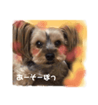 もこちんほか（個別スタンプ：1）