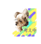 もこちんほか（個別スタンプ：3）