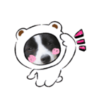 ボーダーコリーのスタンプ！！（個別スタンプ：3）