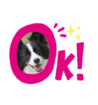 ボーダーコリーのスタンプ！！（個別スタンプ：4）