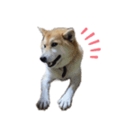 柴犬 りお（個別スタンプ：1）