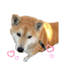 柴犬 りお（個別スタンプ：2）
