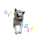 柴犬 りお（個別スタンプ：4）
