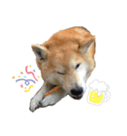 柴犬 りお（個別スタンプ：5）
