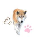 柴犬 りお（個別スタンプ：6）
