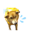 柴犬 りお（個別スタンプ：7）