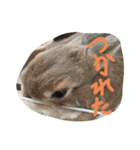 可愛いポター君（個別スタンプ：5）
