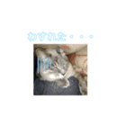 ぱっくんスタンプ3（個別スタンプ：3）